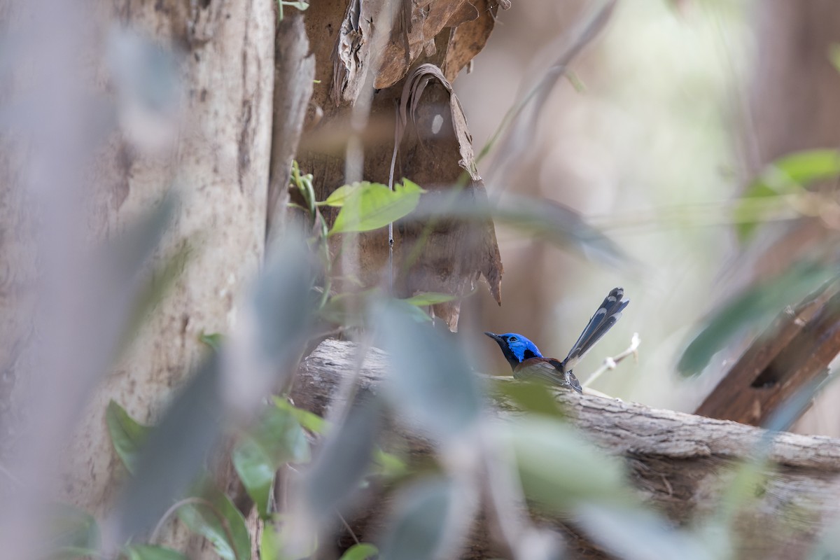 Purple-backed Fairywren - ML642577019