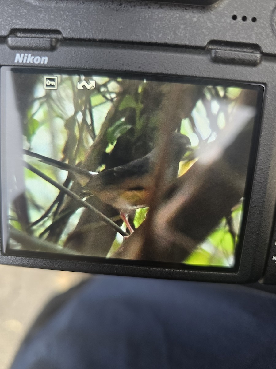 White-rumped Shama - ML642577020