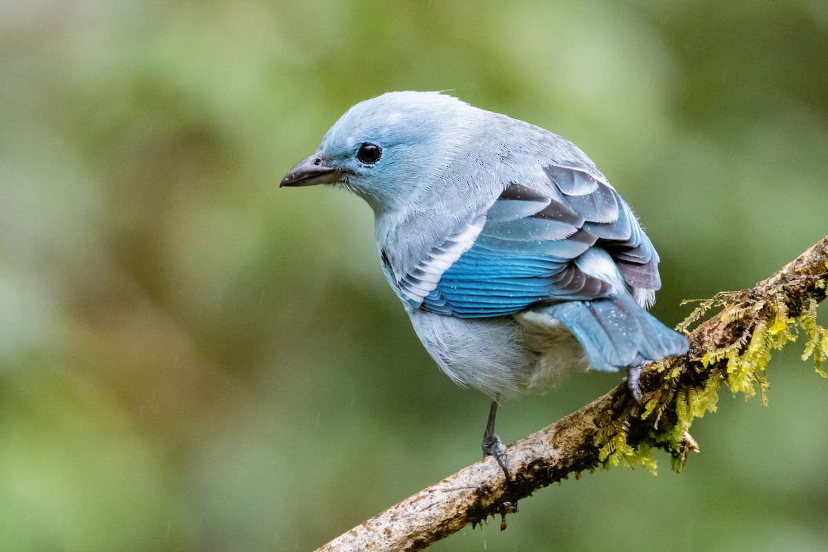 Blue-gray Tanager - ML642577028