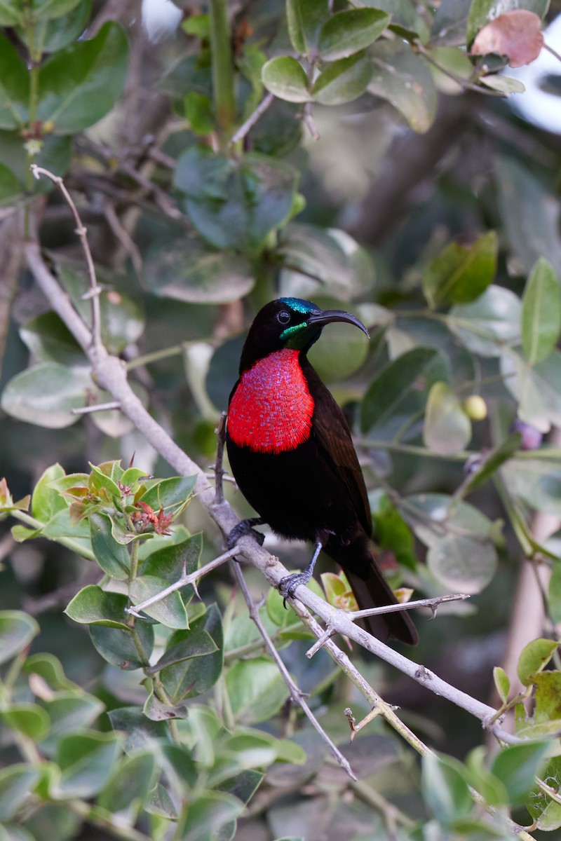 Scarlet-chested Sunbird - ML642577032