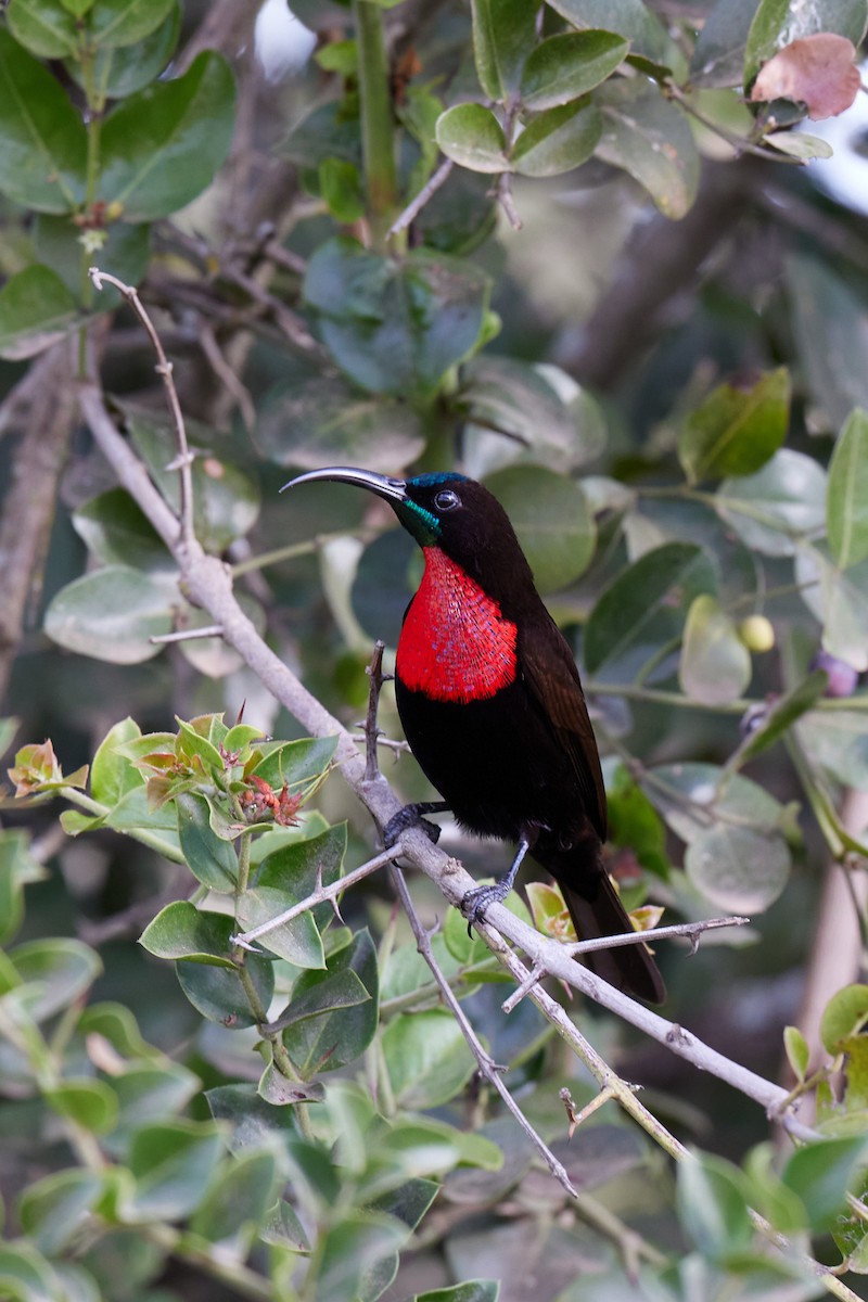 Scarlet-chested Sunbird - ML642577033