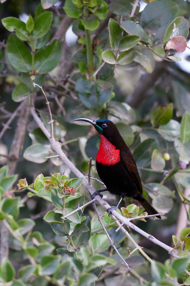 Scarlet-chested Sunbird - ML642577035