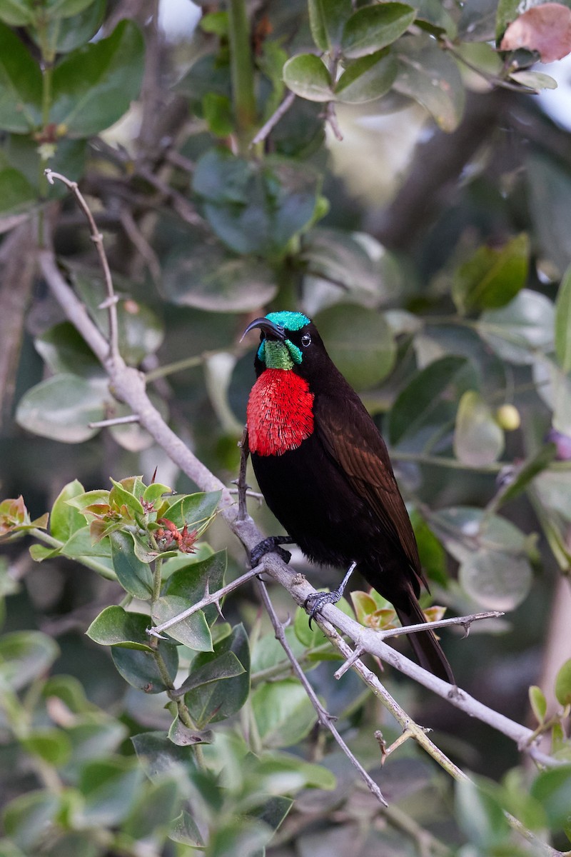 Scarlet-chested Sunbird - ML642577037