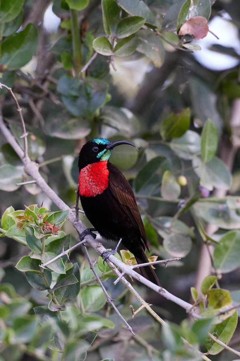 Scarlet-chested Sunbird - ML642577038
