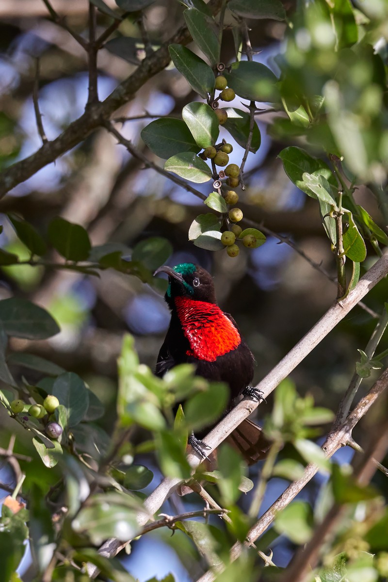 Scarlet-chested Sunbird - ML642577039