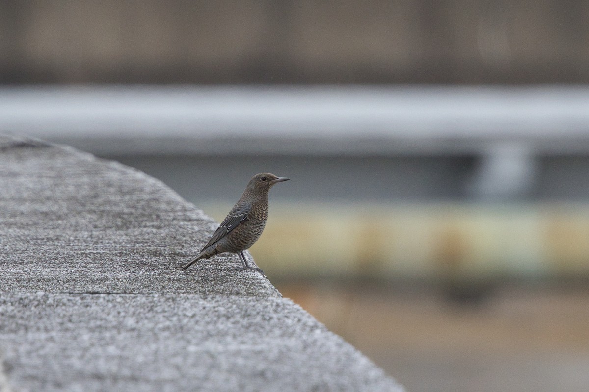 Цэнхэр жижир - ML642577065