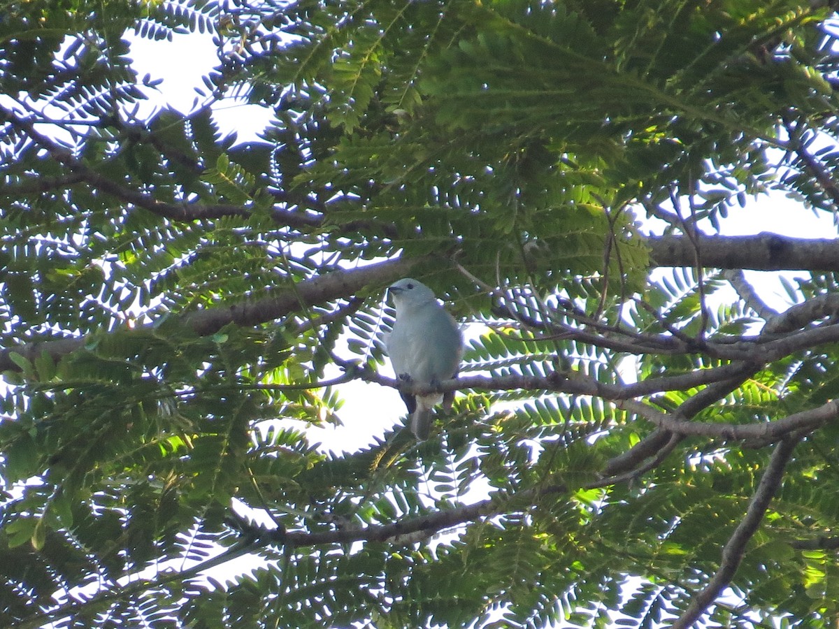 Blue-gray Tanager - ML642577071