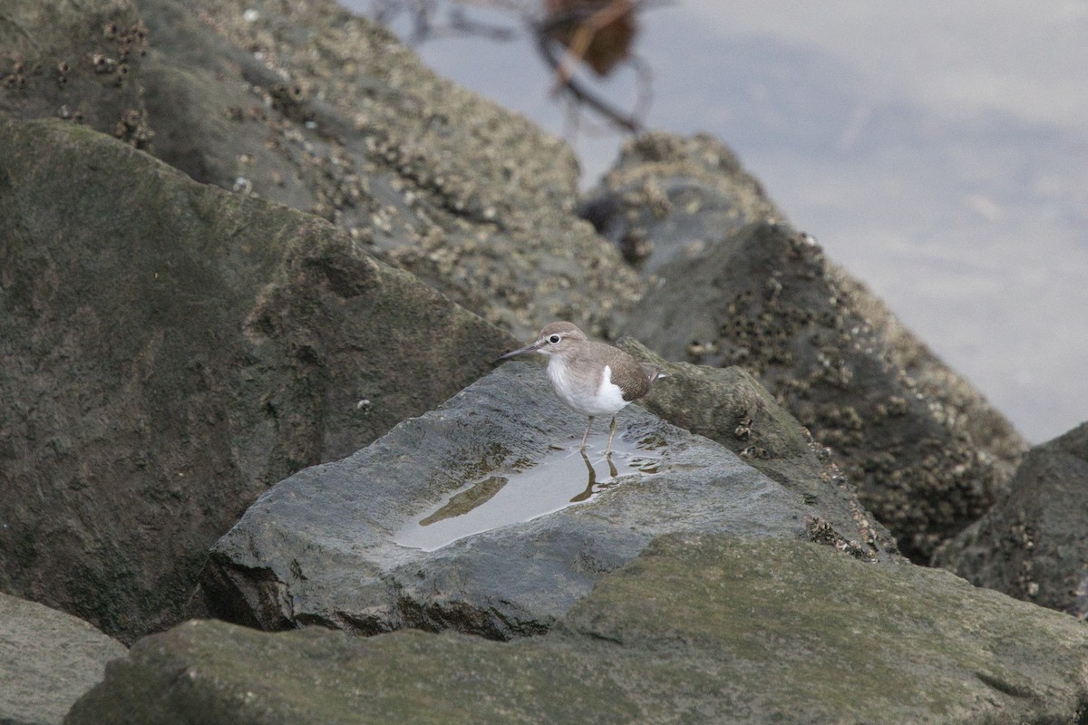 Хайргын хөгчүү - ML642577074