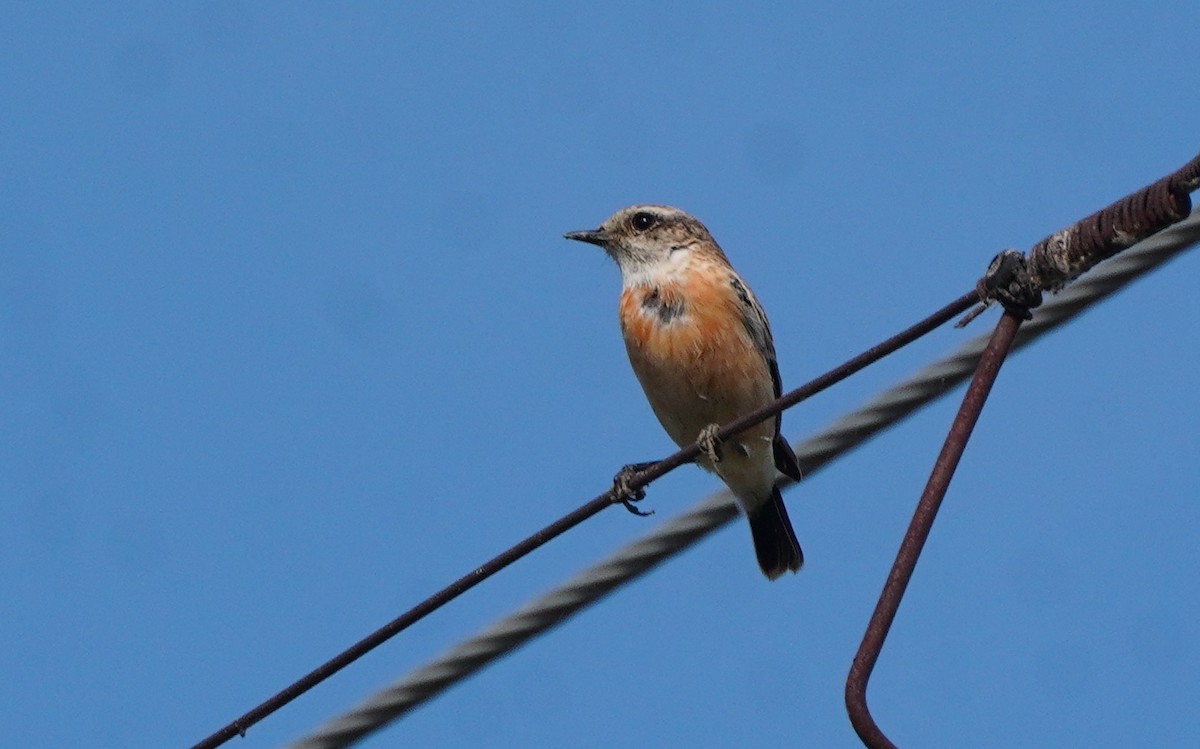 Siberian Stonechat (Siberian) - ML642577087