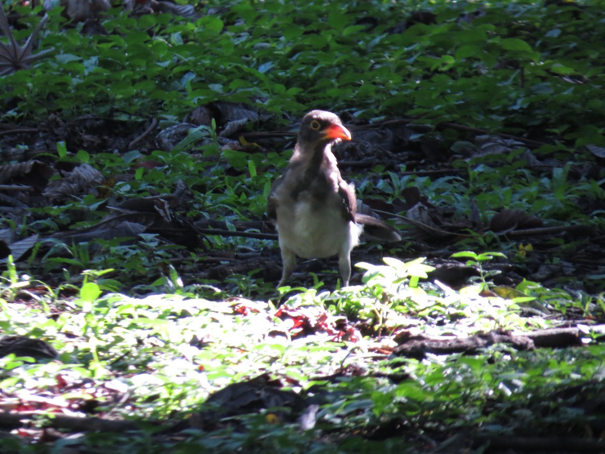 Brown Jay - ML642577098