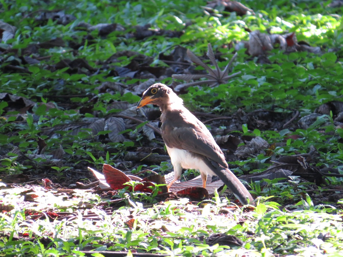 Brown Jay - ML642577099