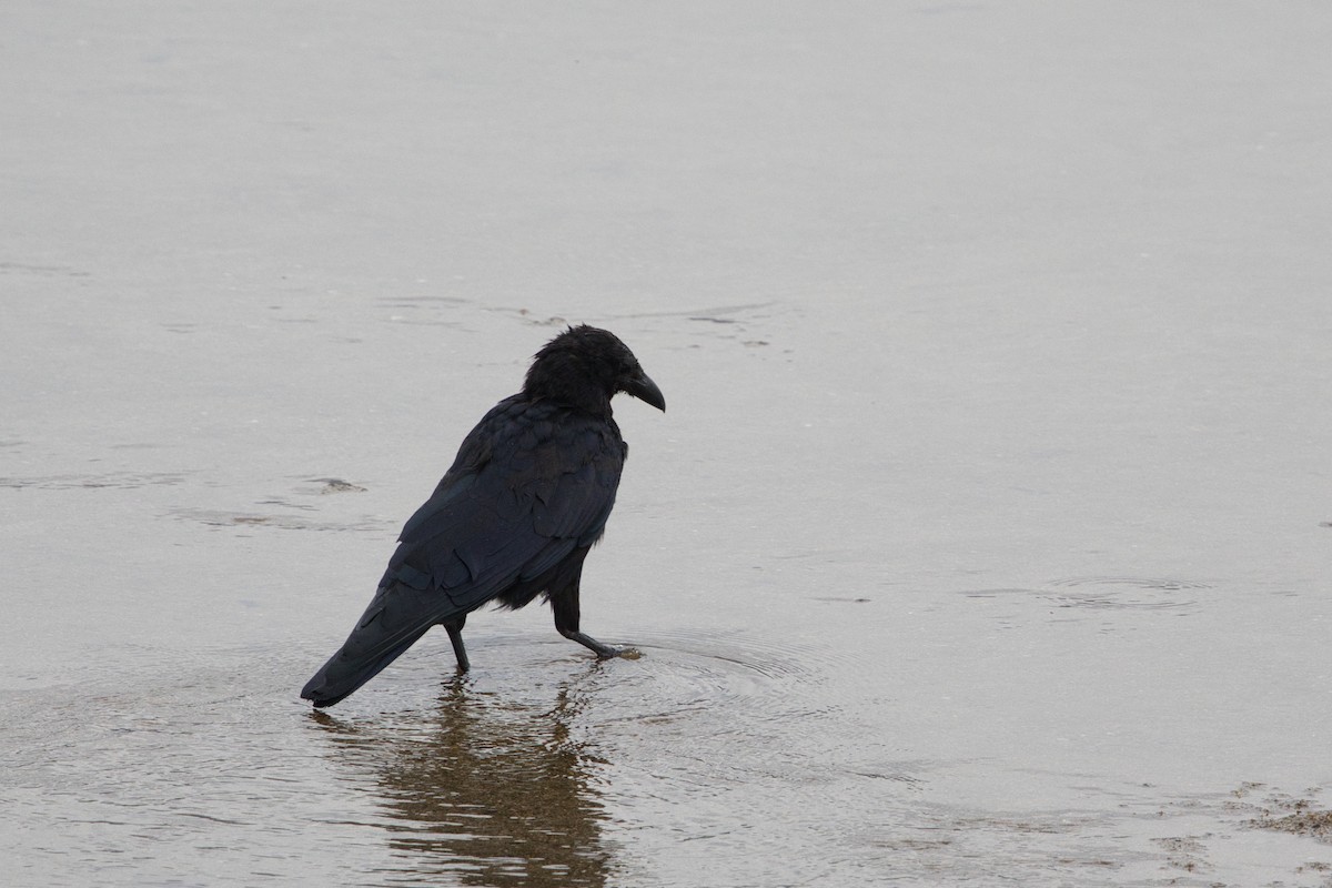 Хар хэрээ - ML642577103