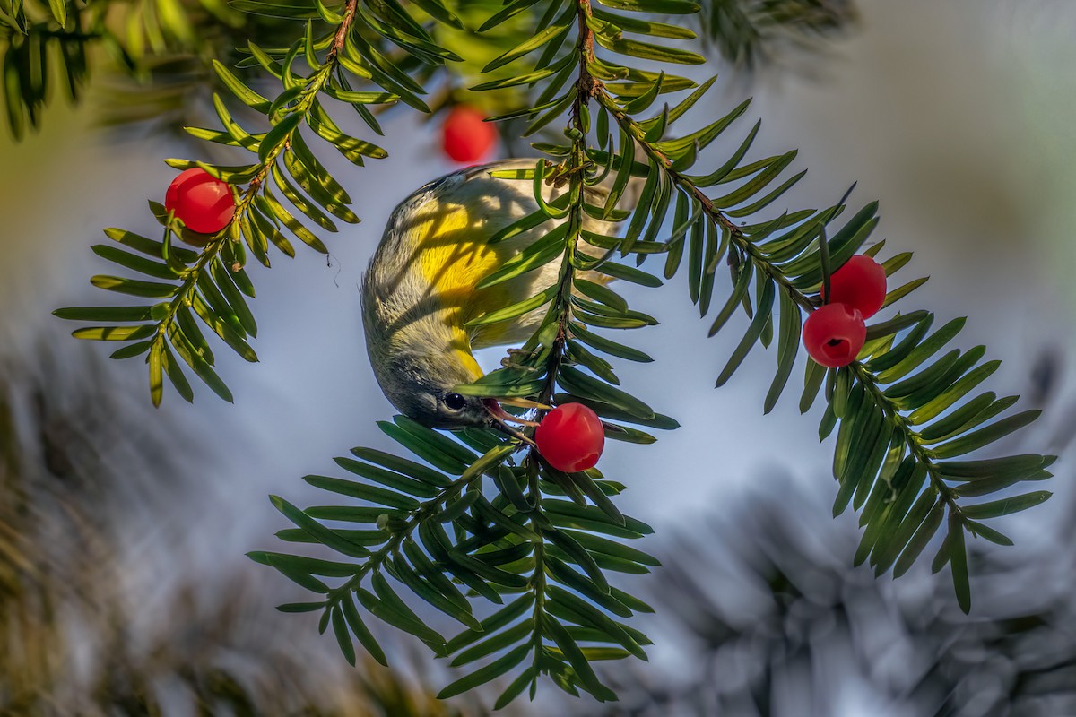 Northern Parula - ML642577124