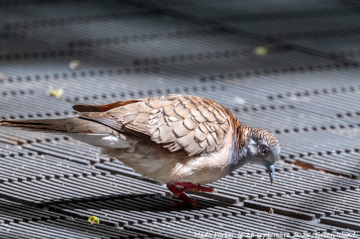 Bar-shouldered Dove - ML642577129