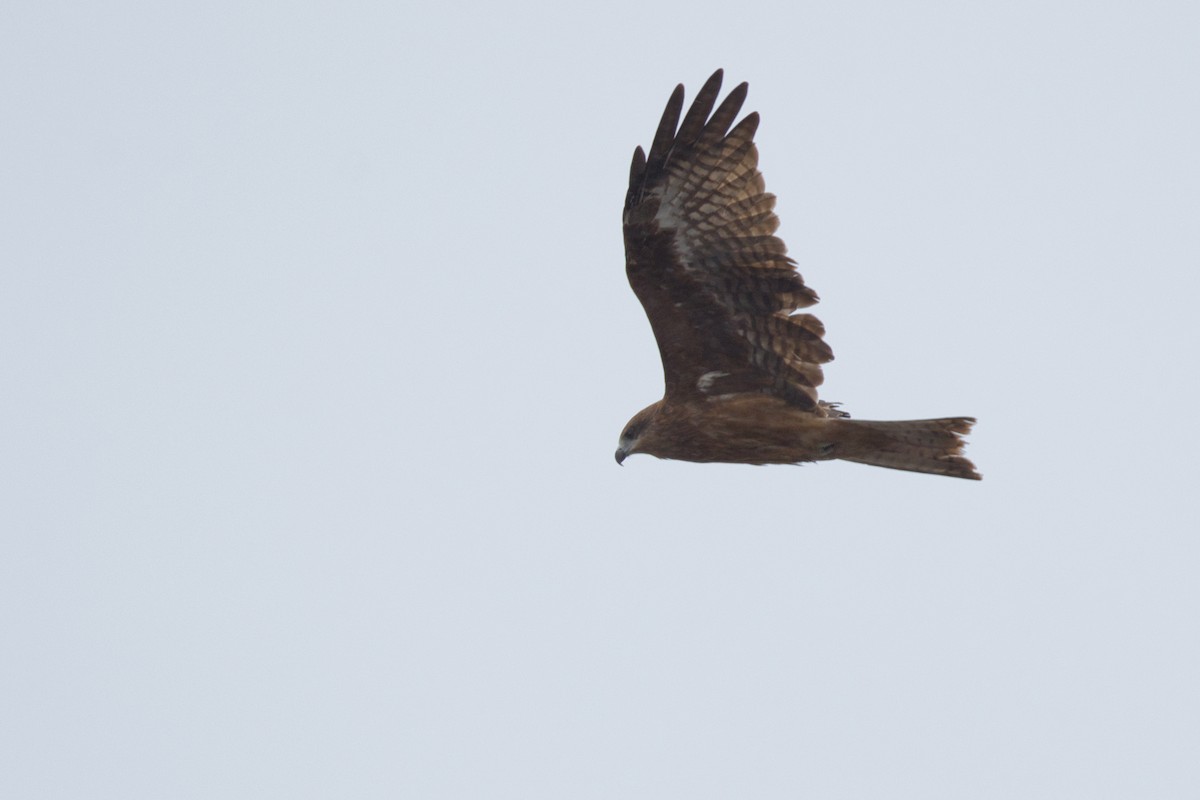 Сохор элээ - ML642577147