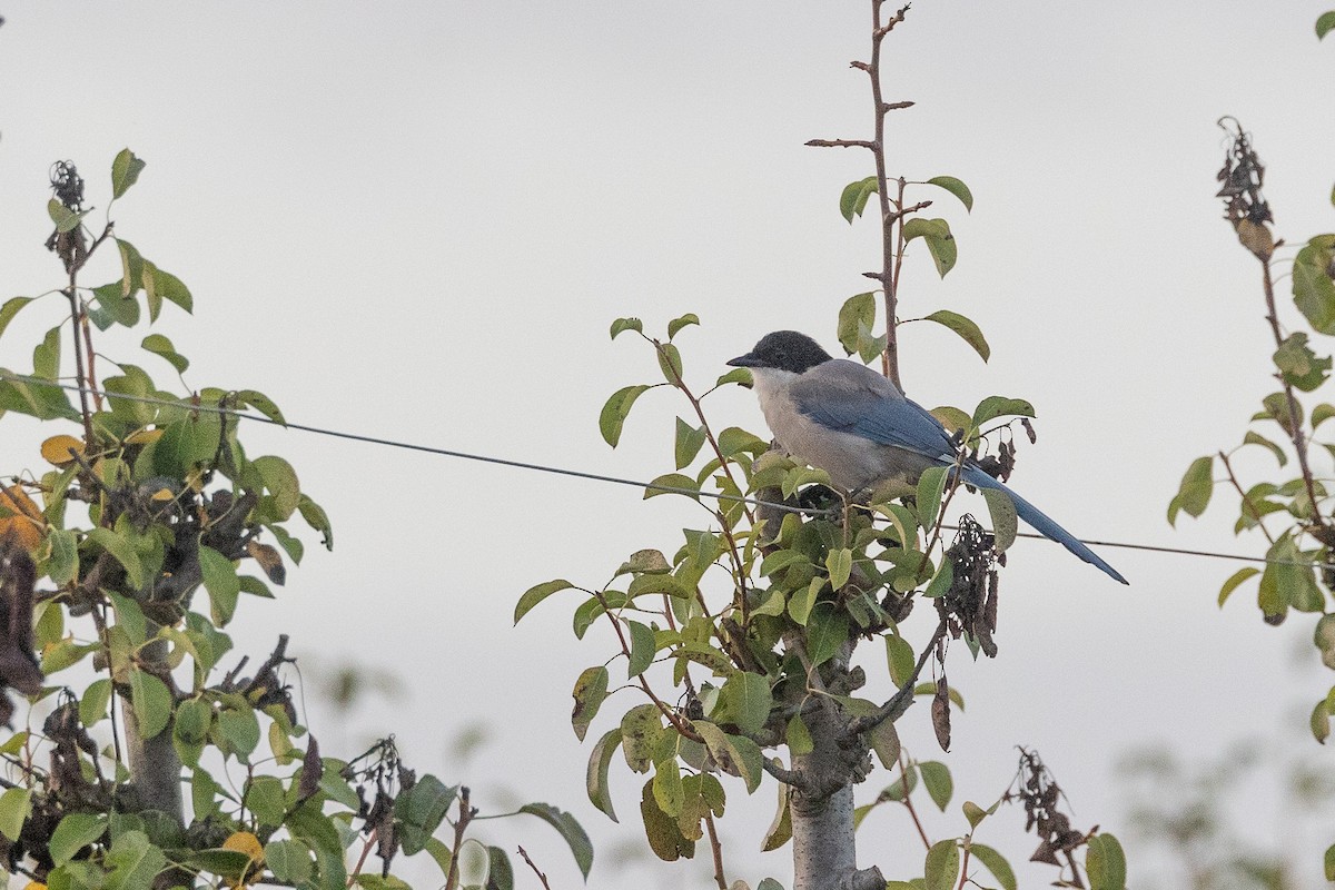 Iberian Magpie - ML642577151