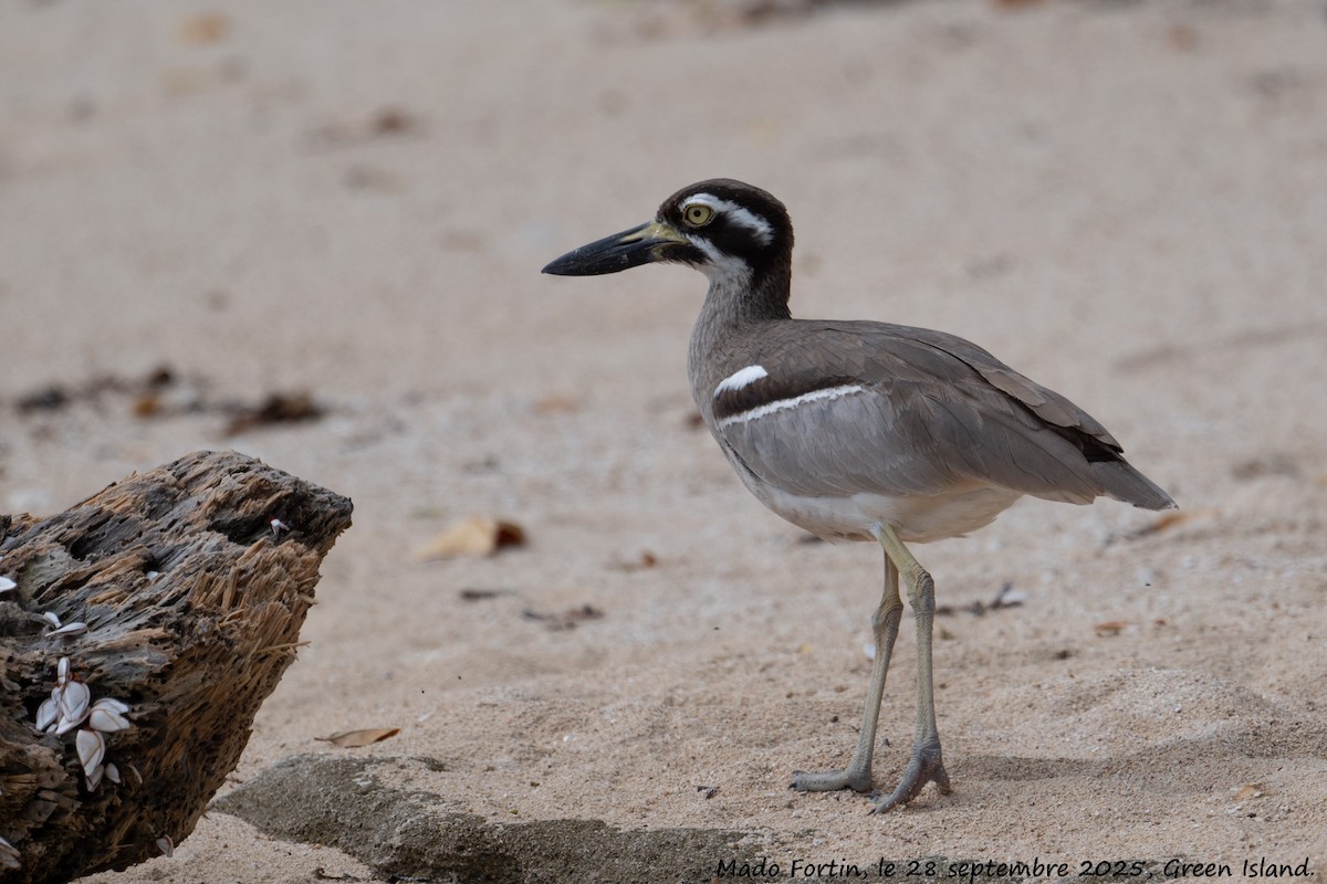 Beach Thick-knee - ML642577161