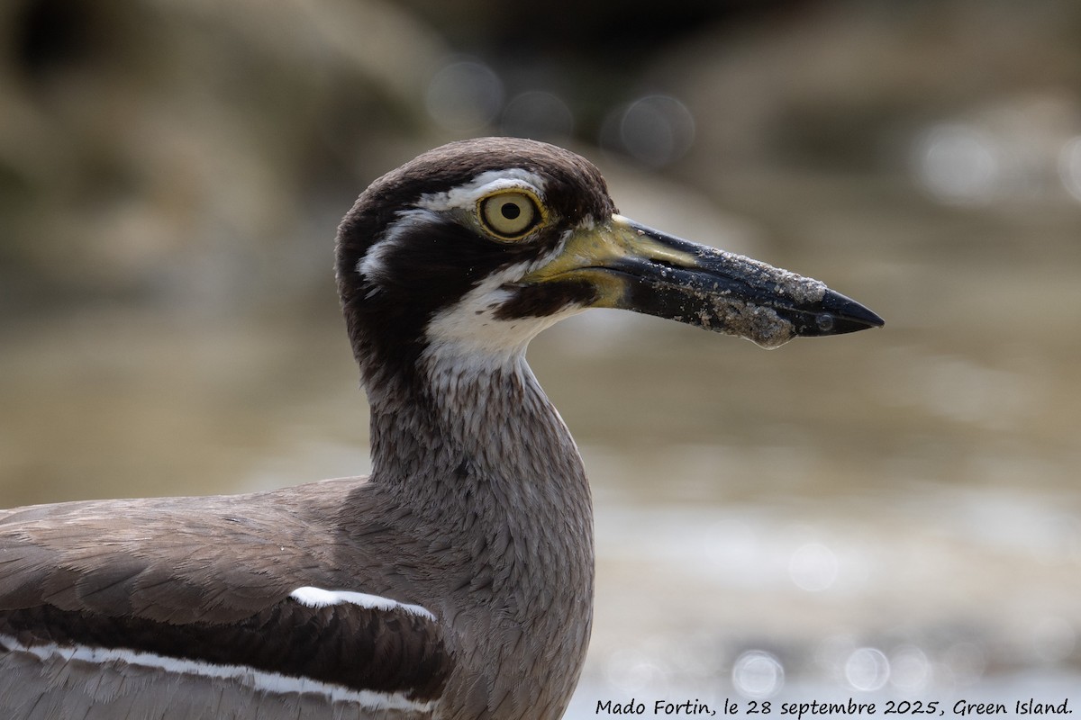Beach Thick-knee - ML642577166