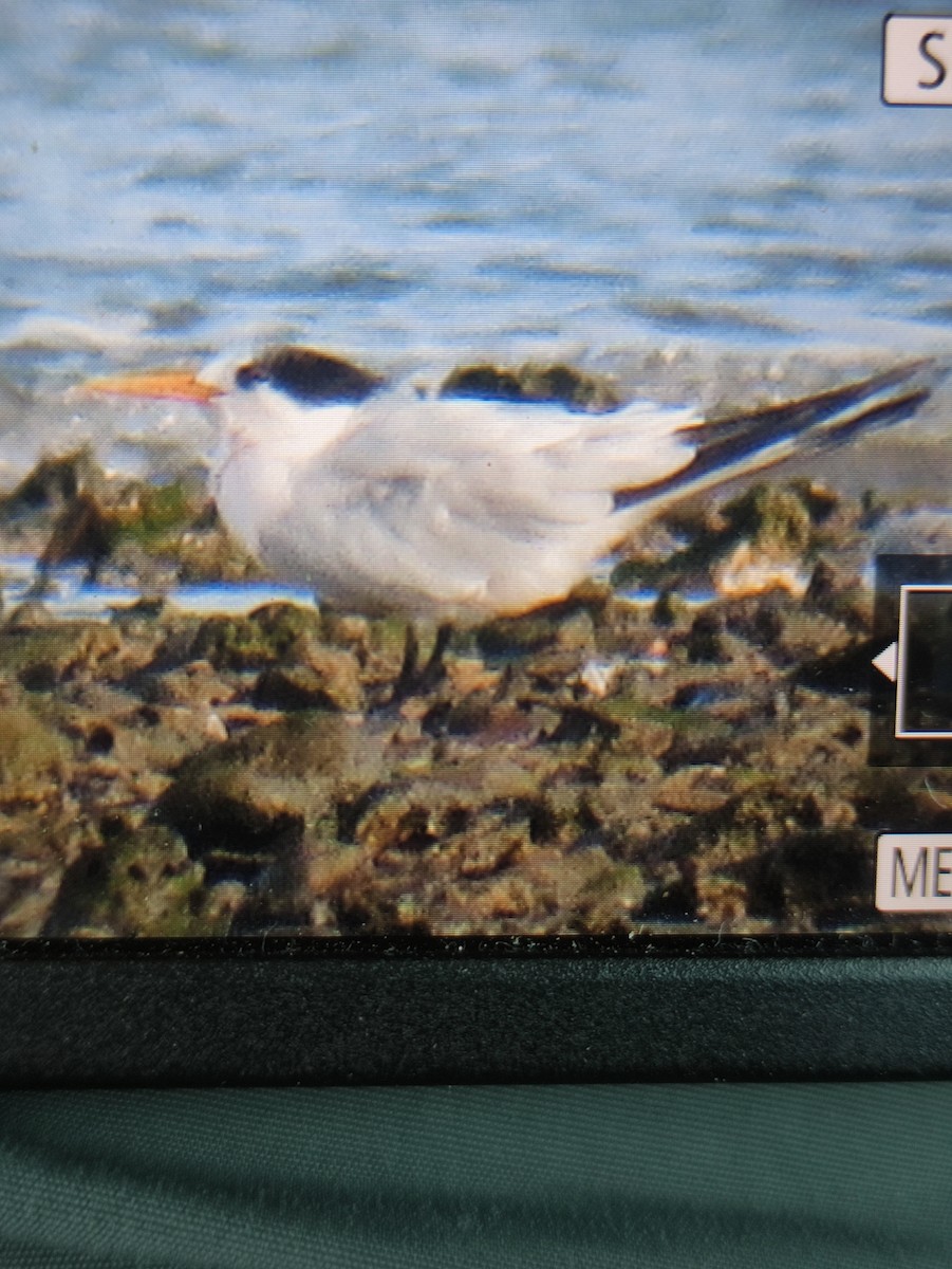 Elegant Tern - ML642577182