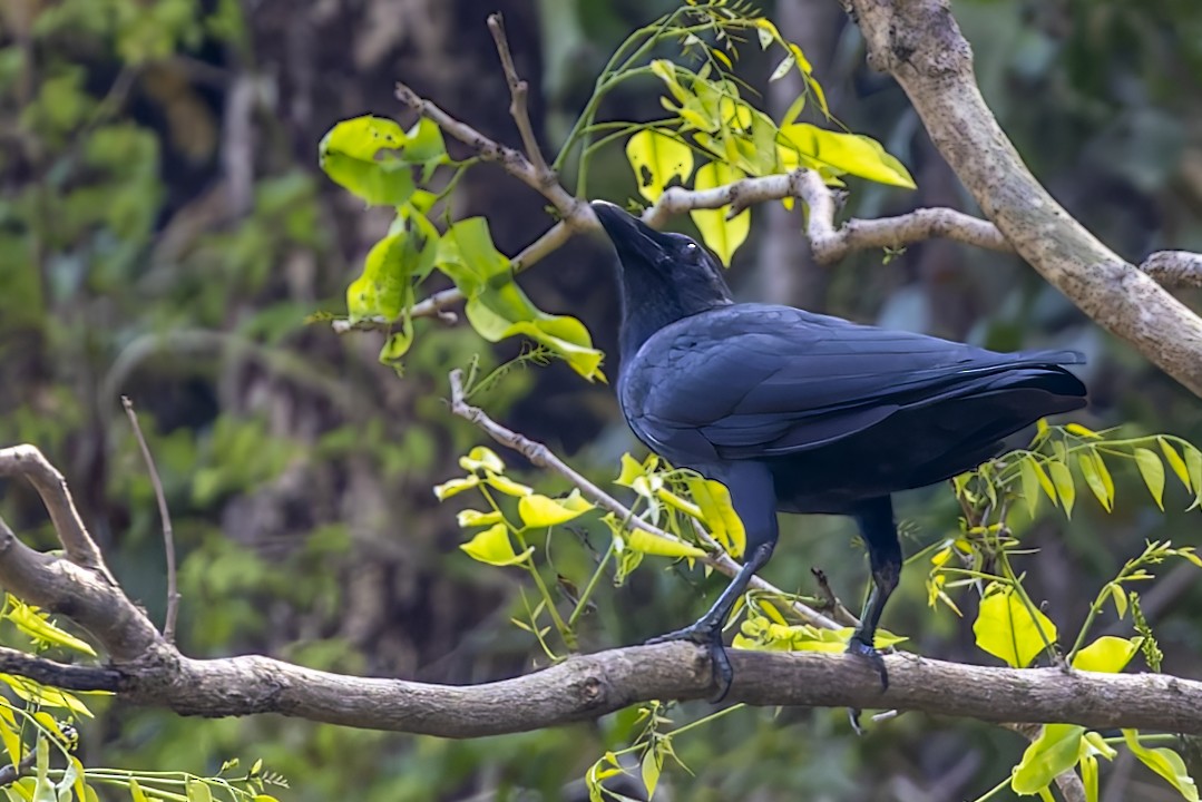 Sulawesi Crow - ML642577186