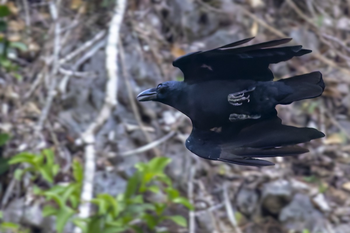 Sulawesi Crow - ML642577187