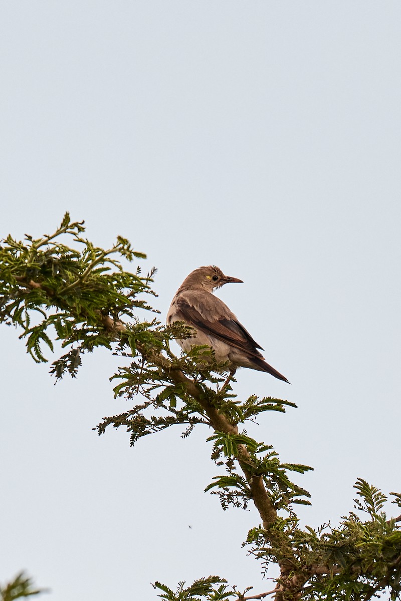 Wattled Starling - ML642577205