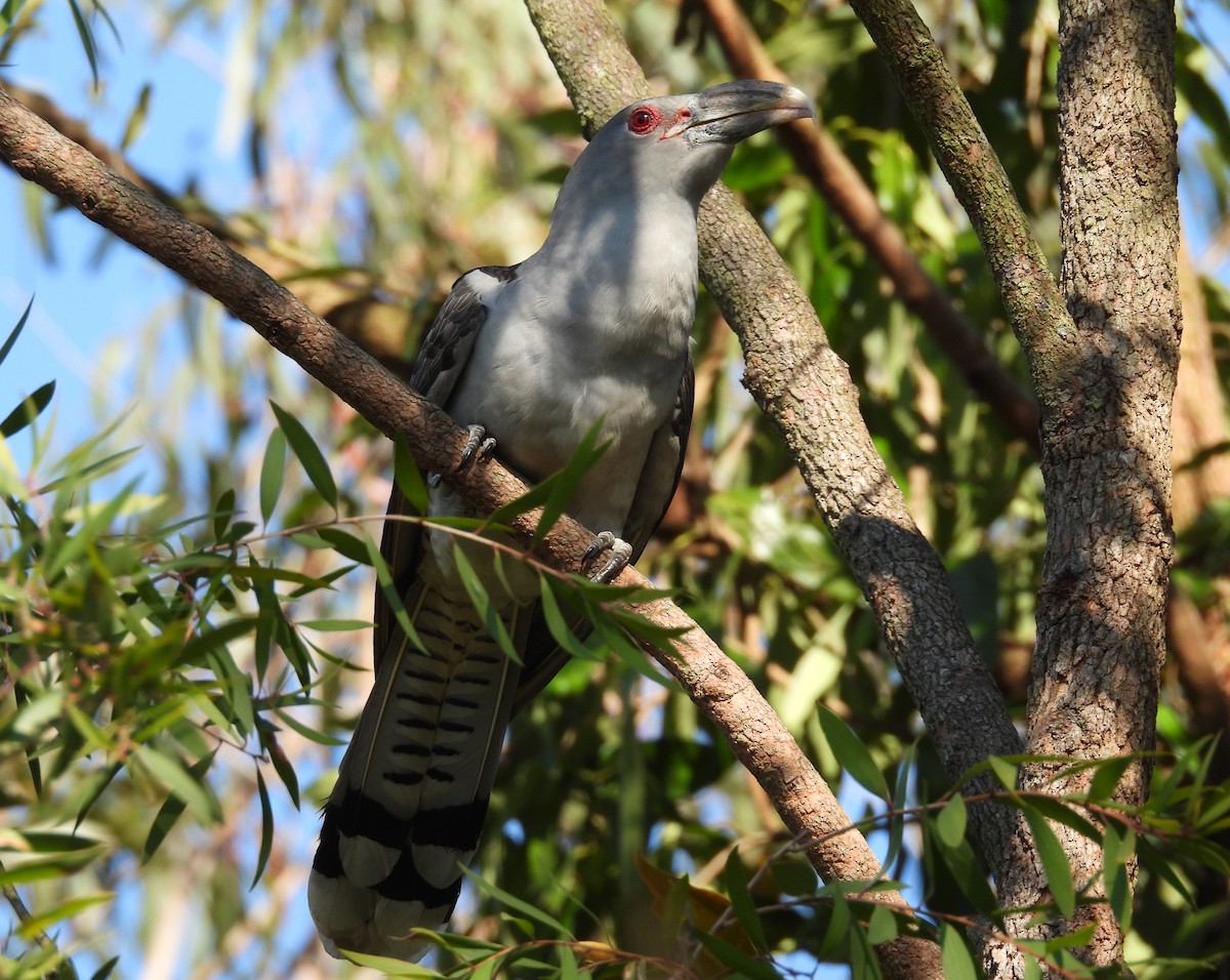 Channel-billed Cuckoo - ML642577224