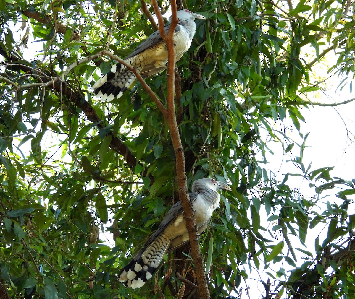 Channel-billed Cuckoo - ML642577225