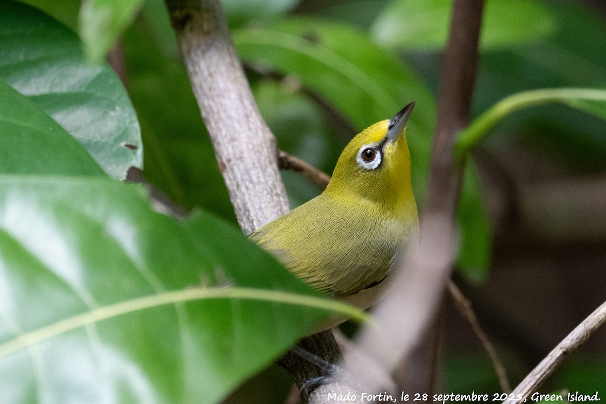 Ashy-bellied White-eye - ML642577227