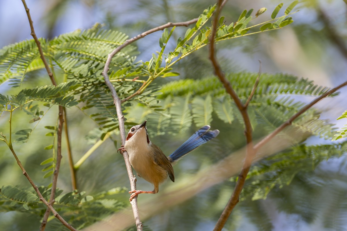 Purple-crowned Fairywren - ML642577234