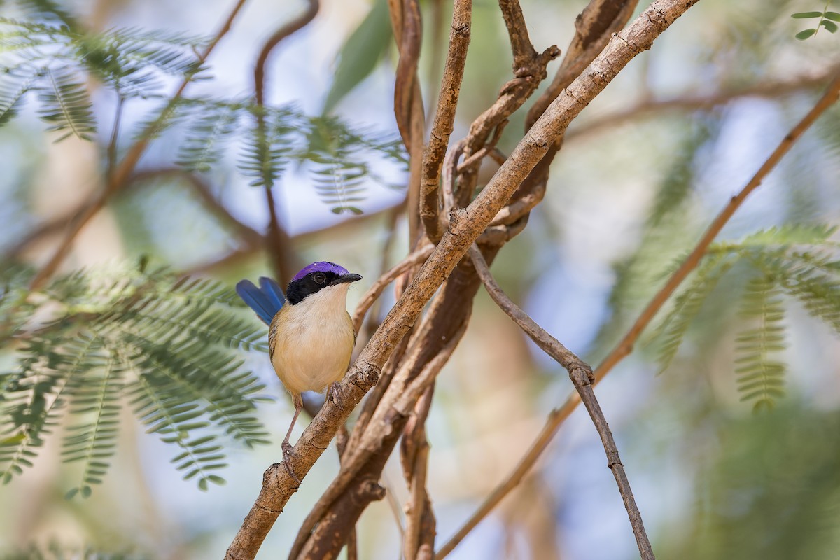 Purple-crowned Fairywren - ML642577235