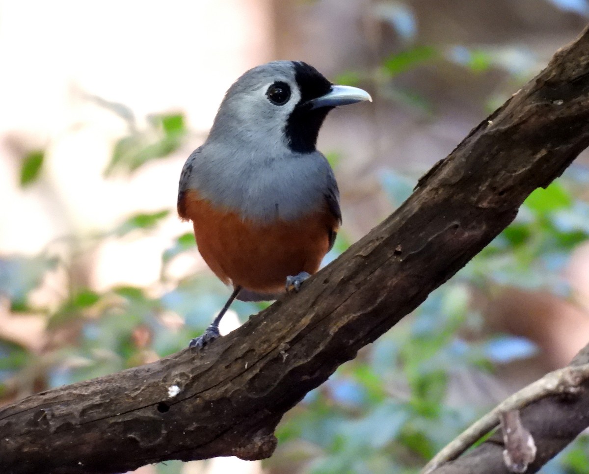 Black-faced Monarch - ML642577241