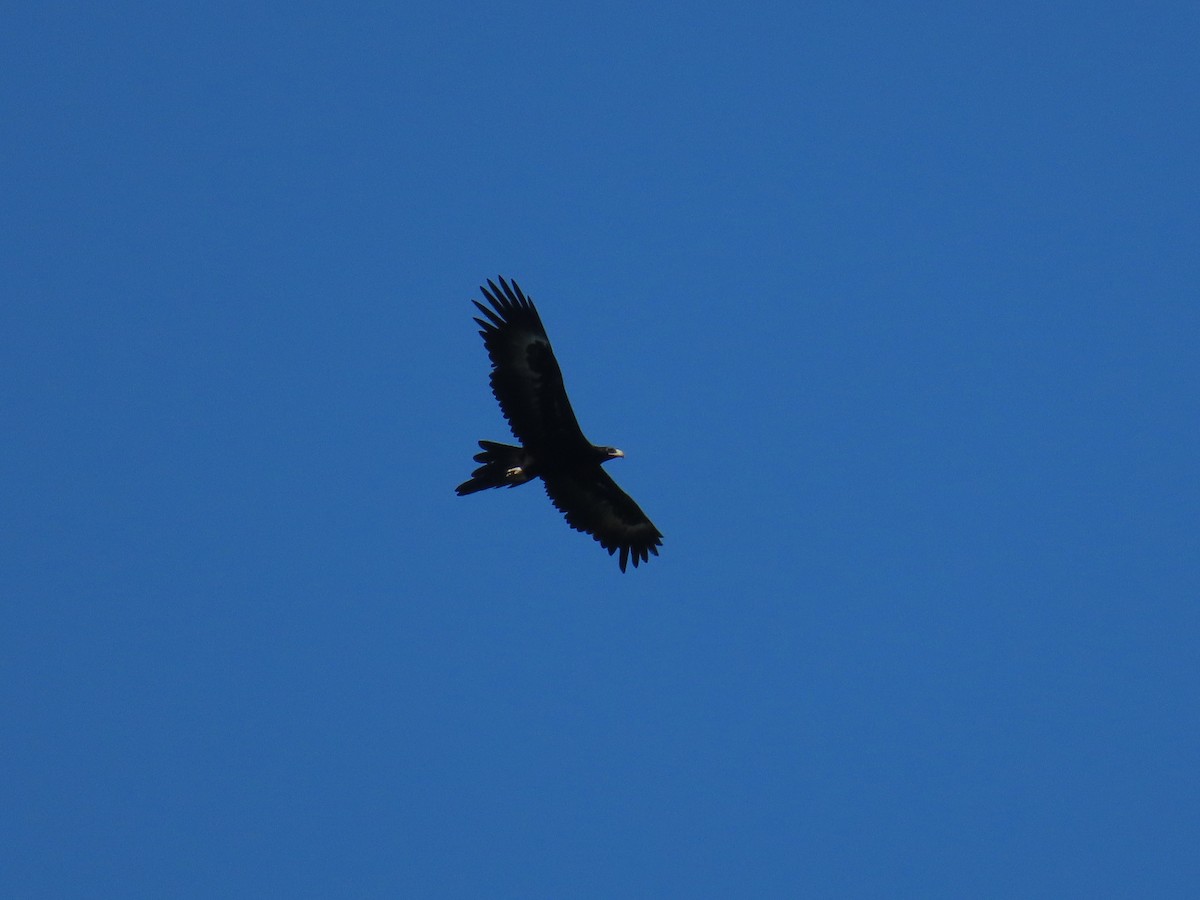 Wedge-tailed Eagle - ML642577243