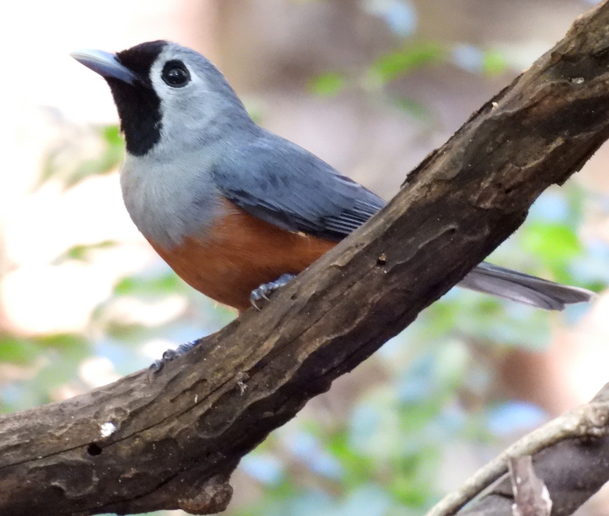 Black-faced Monarch - ML642577251