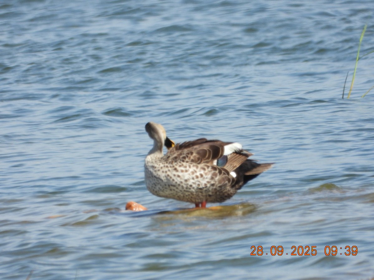 Indian Spot-billed Duck - ML642577270