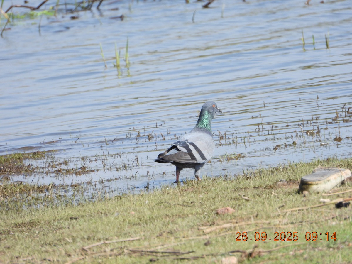 Rock Pigeon (Feral Pigeon) - ML642577275