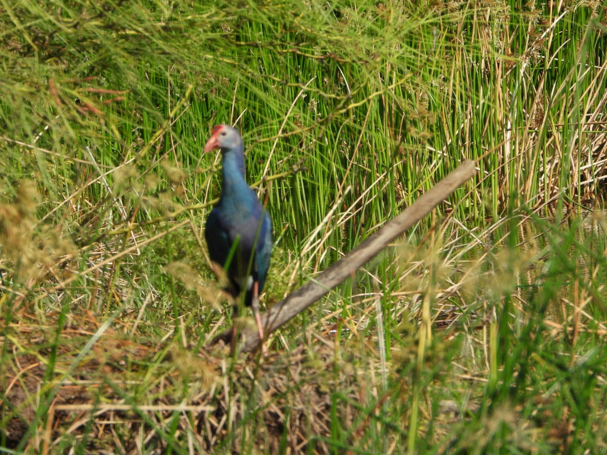 Gray-headed Swamphen - ML642577293