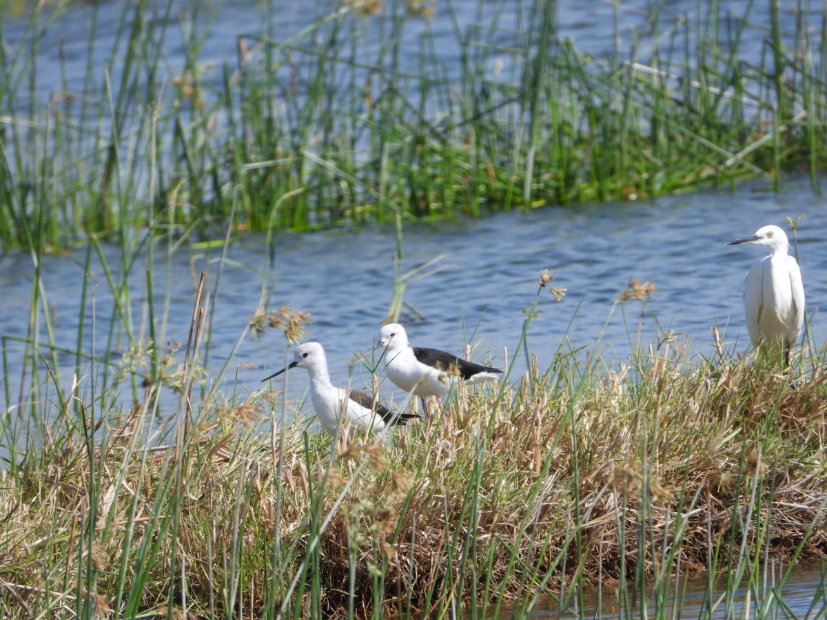 Black-winged Stilt - ML642577297