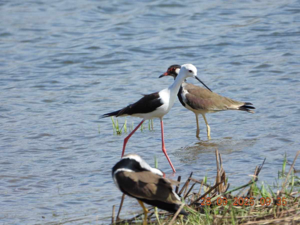 Black-winged Stilt - ML642577299