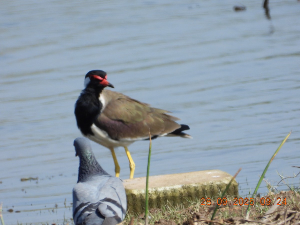 Red-wattled Lapwing - ML642577310