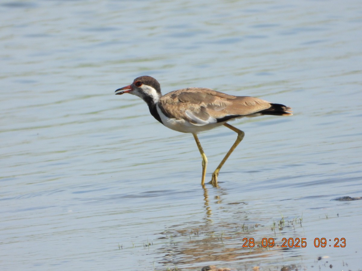 Red-wattled Lapwing - ML642577311