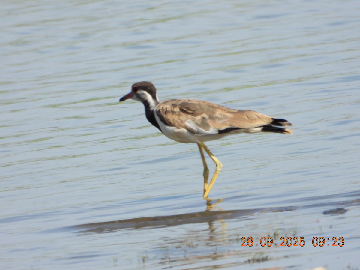 Red-wattled Lapwing - ML642577312