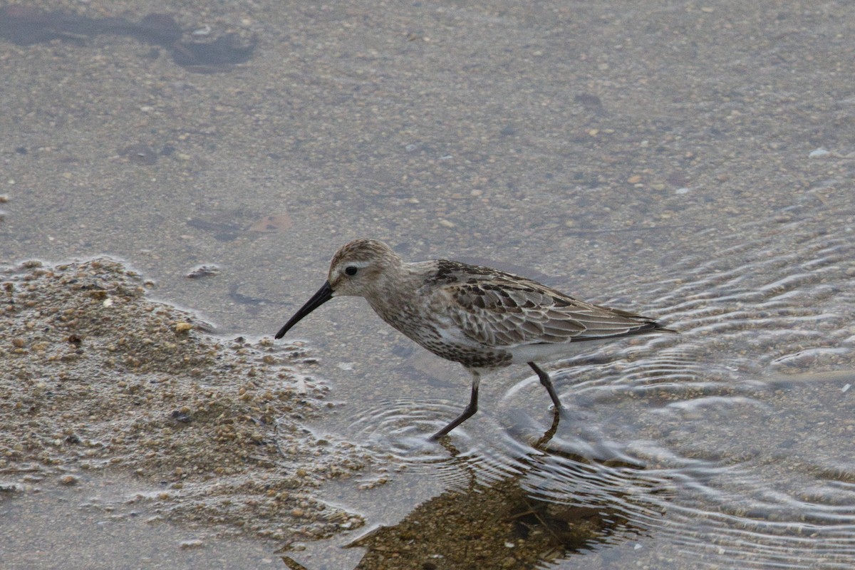 Хар элсэг - ML642577315