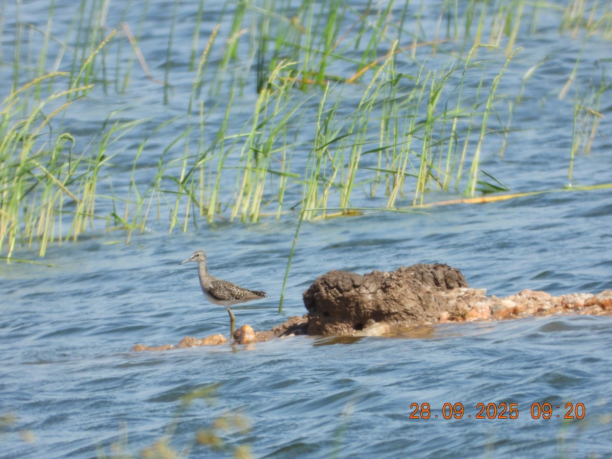 Wood Sandpiper - ML642577330