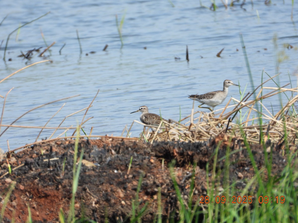 Wood Sandpiper - ML642577331