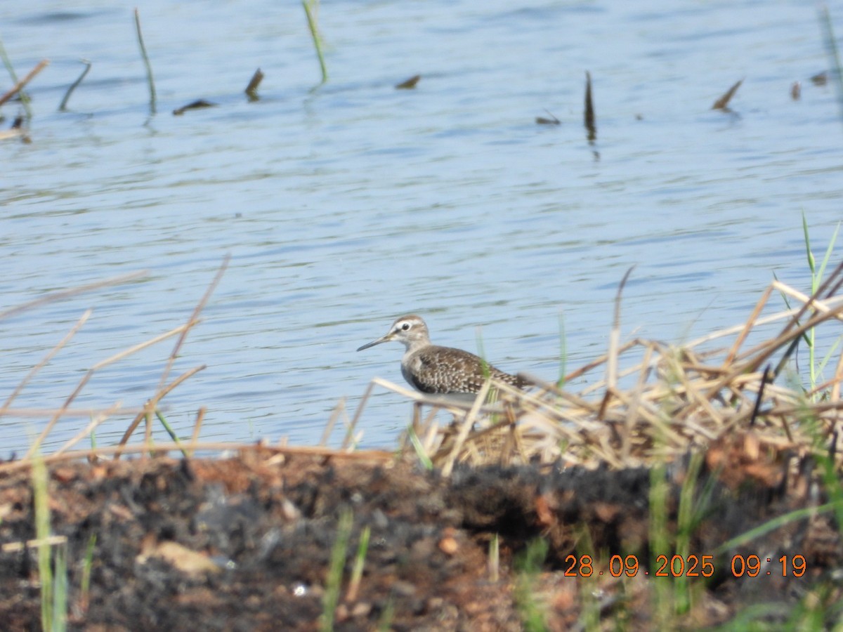 Wood Sandpiper - ML642577332