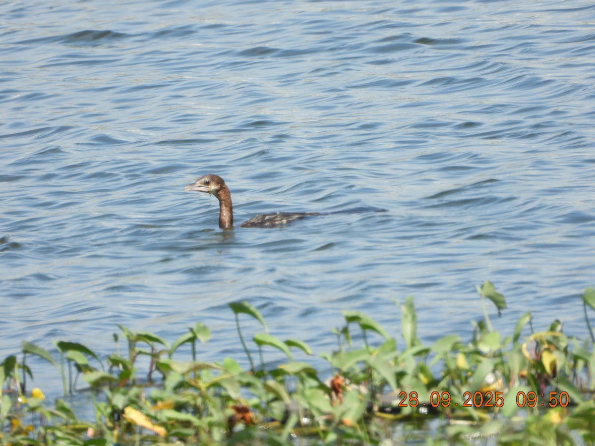 Little Cormorant - ML642577337