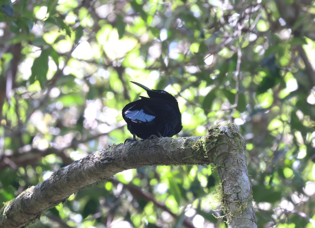 Paradise Riflebird - ML642577342