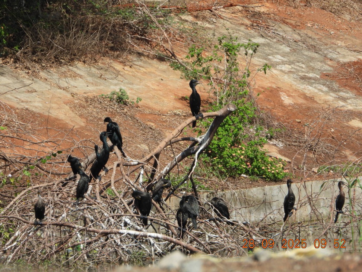 Indian Cormorant - ML642577343