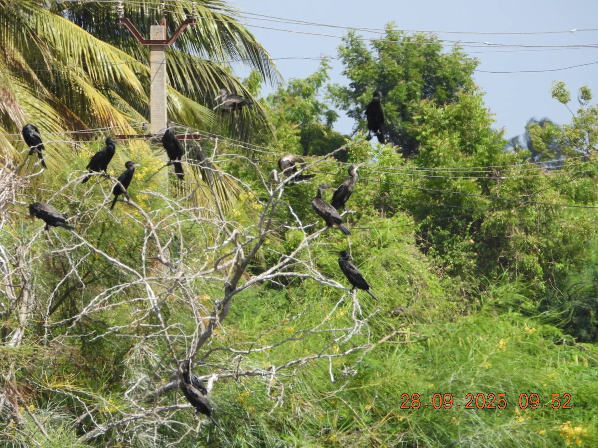Indian Cormorant - ML642577344